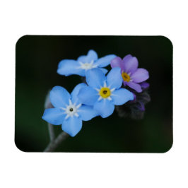 Vergiss-me-Nots Magnet