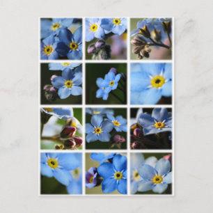 Vergiss-Me-Nots-Montage 1 Postkarte