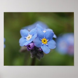 Vergiss mich nicht für immer und immer! poster