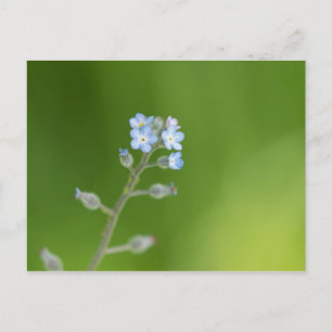Vergissmeinnicht-Blumen Postkarte