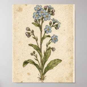 Vergissmeinnicht Botanische Blumenkunst Poster