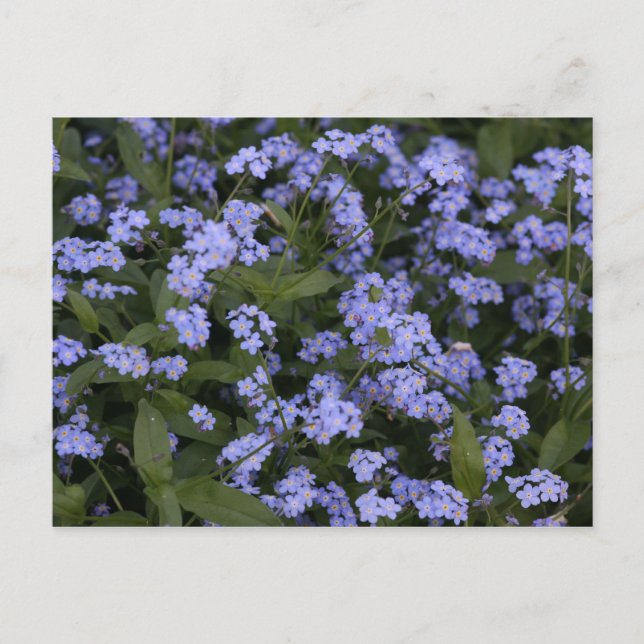 Vergissmeinnicht Postkarte (Vorderseite)