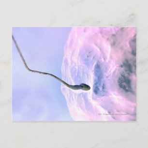Vergrößerter Blick auf ein Sperma, das ein Ei düng Postkarte