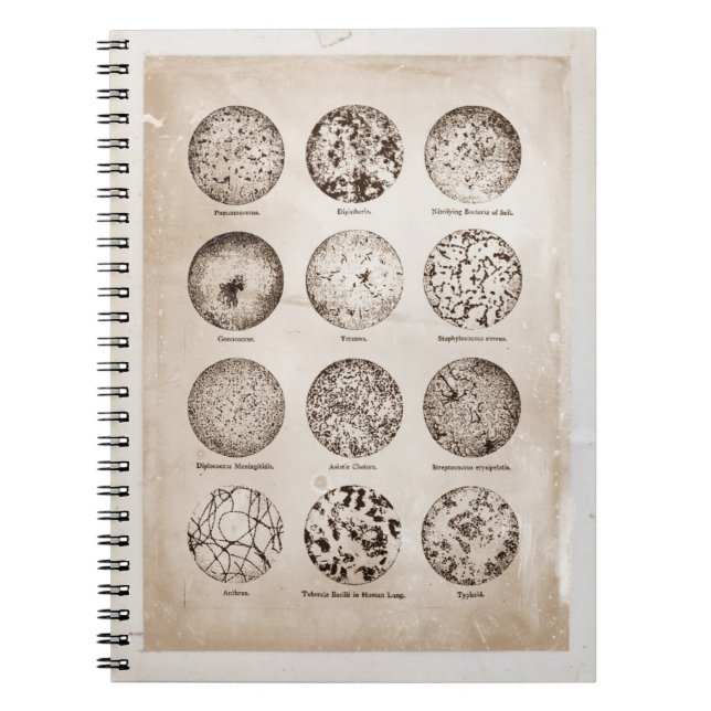 Vergrößertes Bakterien-Vintages Medizin-Diagramm Notizblock (Vorderseite)