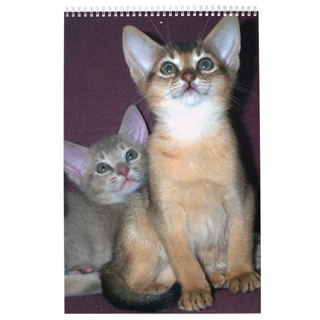 Verkaufsschlager! Abyssinischer Kätzchen u. Kalender (Titelbild)