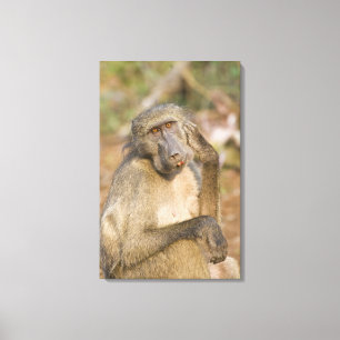 Verkratzen Chacma Pavians (Papio ursinus) sein Leinwanddruck