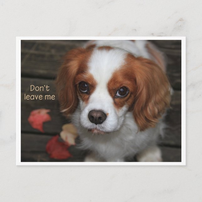 Verlass mir Verlass mich nicht Postkarte (Vorderseite)