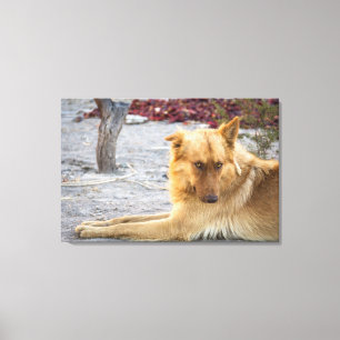 Verlassener Hund Leinwanddruck