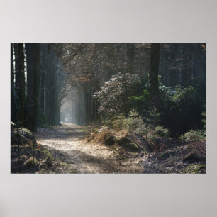 verlassener Weg im Holz Poster