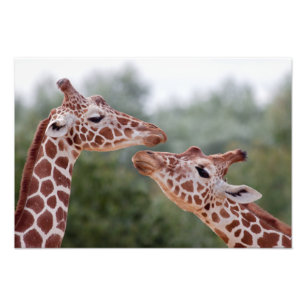 Verliebte Giraffen Druck