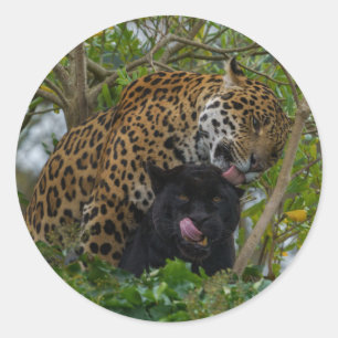 Verliebte Jaguare Runder Aufkleber