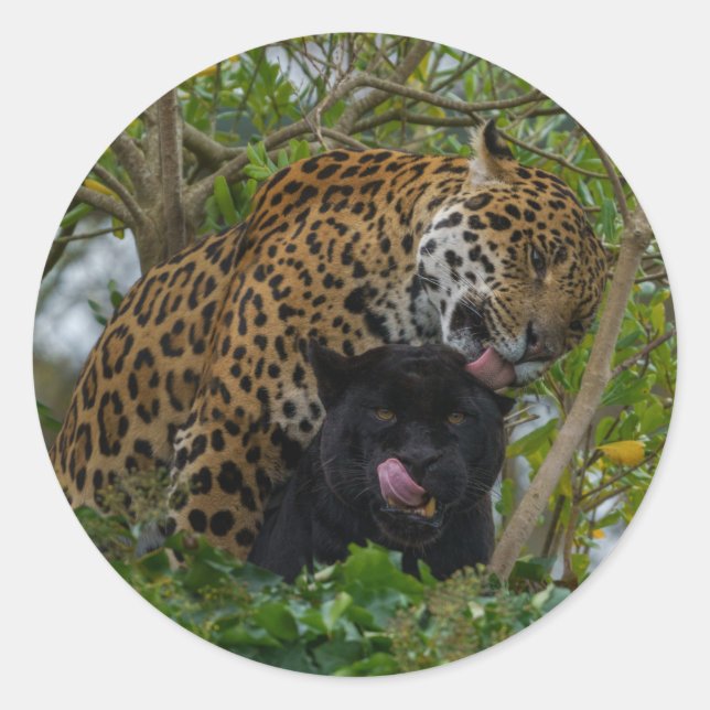 Verliebte Jaguare Runder Aufkleber (Vorderseite)