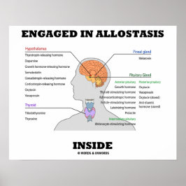 Verlobt in Allostasis Inside (Endokrine Hormone) Poster