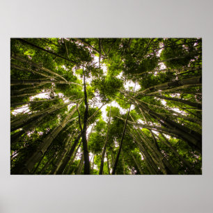 Verloren im Bambus Poster