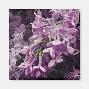 Verloren in Lilac Magnet