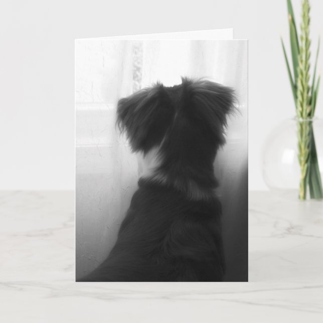 Verlust der Sympathiekarte für Hunde Karte (Vorderseite)