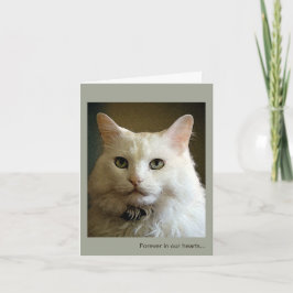 Verlust der Sympathiekarte für Katzen Karte