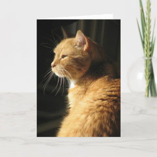 Verlust des Haustieres… Karte