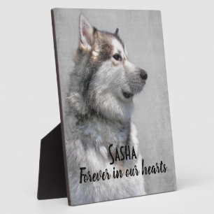 Verlust eines Alaskan Malamute Haustieres Fotoplatte