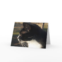 Verlust eines Katzen Haustier