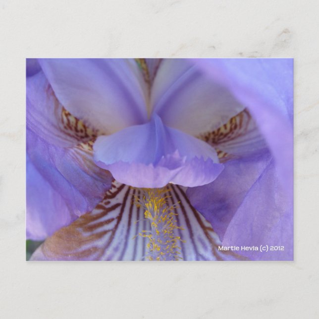 Verlust im Traum Postkarte (Vorderseite)