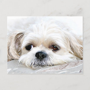 Verlust Shih Tzu Sie Postkarte