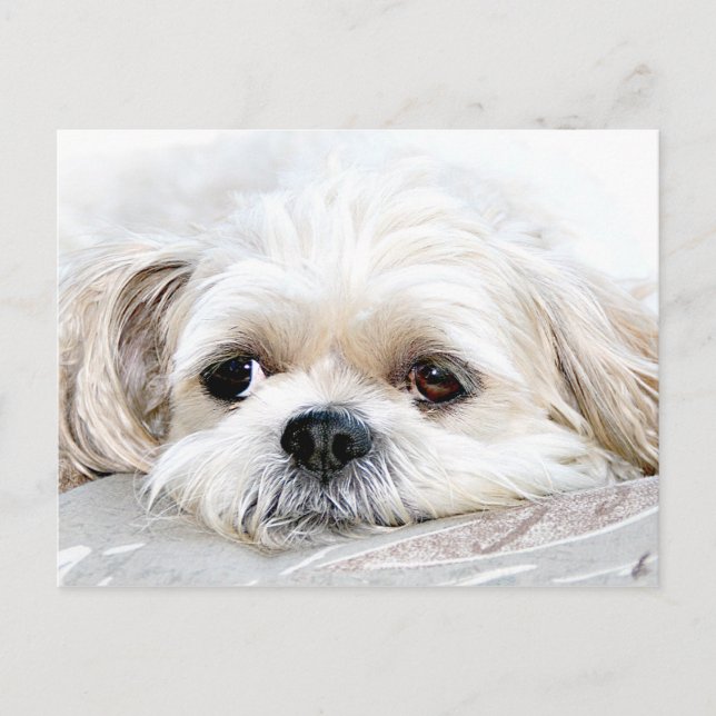 Verlust Shih Tzu Sie Postkarte (Vorderseite)