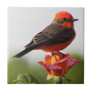 Vermilion Flycatcher auf Rose Fliese