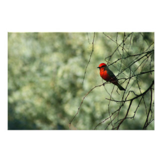 Vermilion Flycatcher Fotodruck