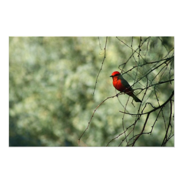 Vermilion Flycatcher Fotodruck (Vorne)