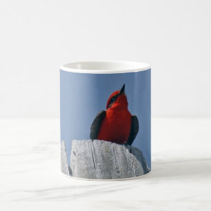 Vermillion Flycatcher gegen Kaffee-Tasse des Tasse