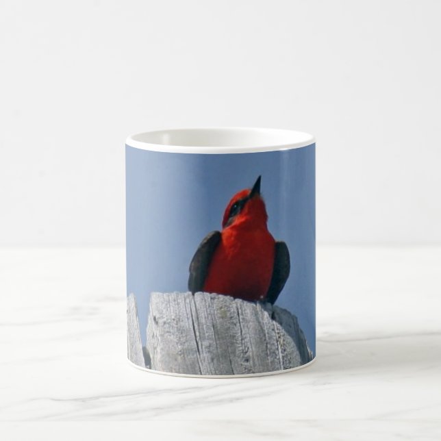 Vermillion Flycatcher gegen Kaffee-Tasse des Tasse (Mittel)