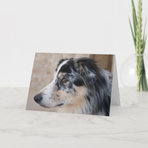 Vermisse Dich Australian Shepherd Foto Vorlage