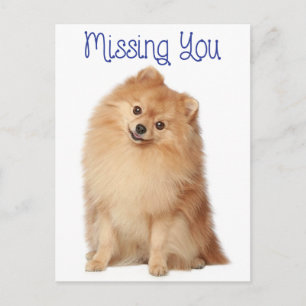 Vermisse dich Pomeranian Welpe Hund Grußpostkarte Postkarte