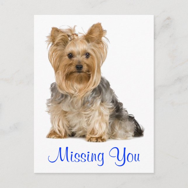Vermisst You Yorkshire Terrier Puppy Dockcard Postkarte (Vorderseite)