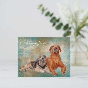 Vermisste Hunde Postkarte