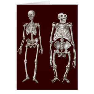 Vermisste Verbindung - Skelette des Mannes und des