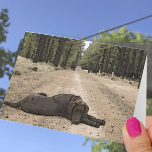 Vermisster Schokolade-Labrador auf Waldlehrpfad-Vo Karte