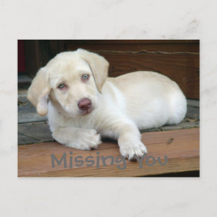Vermisstes Gelbes Labrador Retriever Postkarte