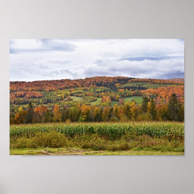 Vermont Corn Field im Herbst Poster (Vorne)
