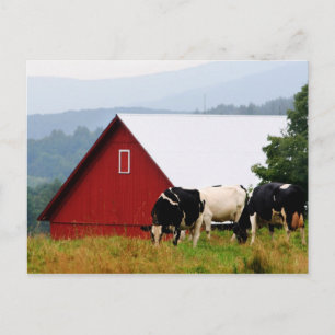 Vermont Cow Farm Postkarte