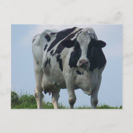VERMONT DAIRY COW Postkarten