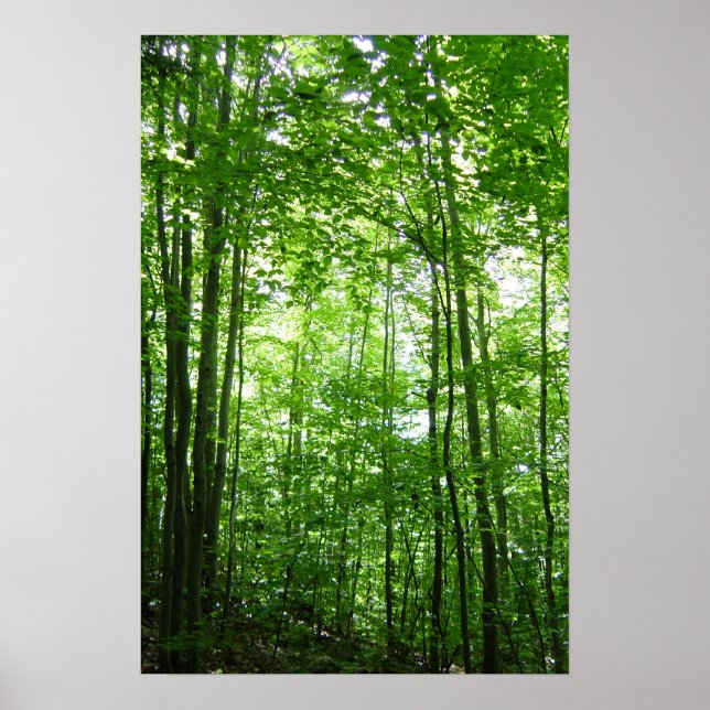 VERMONT FOREST POSTER (Vorne)