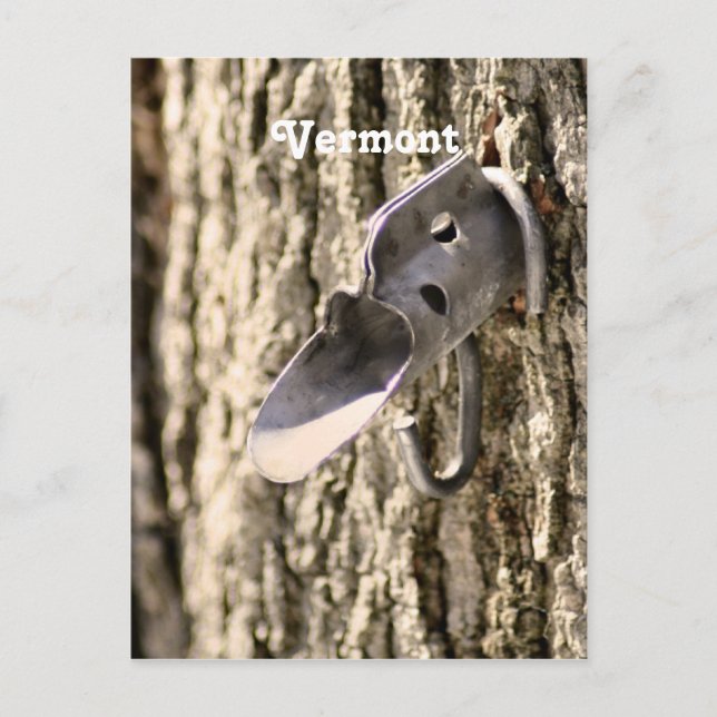 Vermont Maple Stechend Postkarte (Vorderseite)
