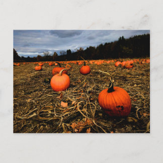 Vermont Pumpkin Patch Postkarte