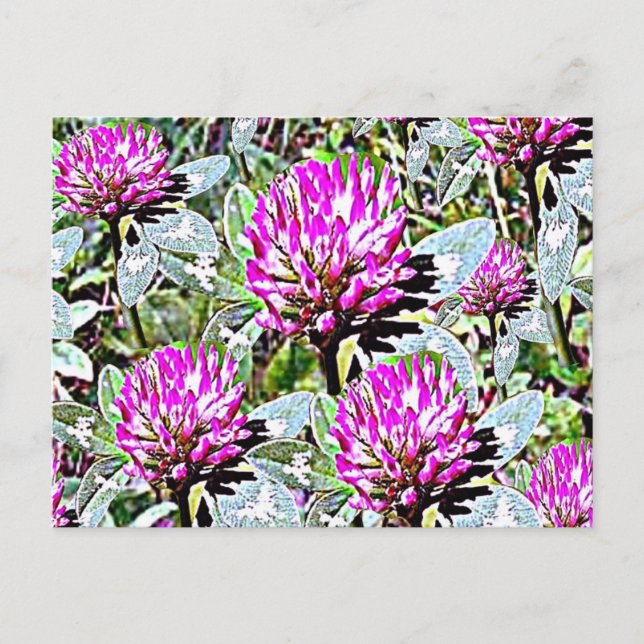 Vermont Red Clover Postkarte (Vorderseite)