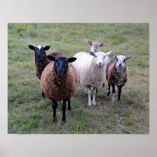 Vermont Sheep Begrüßungsausschuss Poster