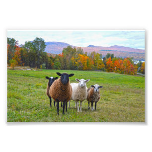 Vermont Sheep im Herbst Fotodruck