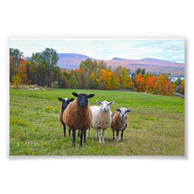 Vermont Sheep im Herbst Fotodruck (Vorne)