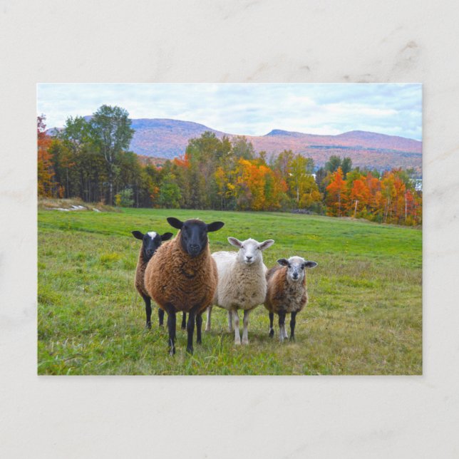 Vermont Sheep im Herbst Postkarte (Vorderseite)